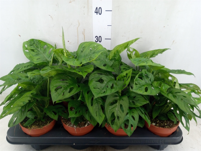 <h4>Monstera obliqua 'Leichtlinii'</h4>