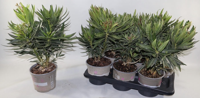 <h4>Nerium Oleander Ov</h4>