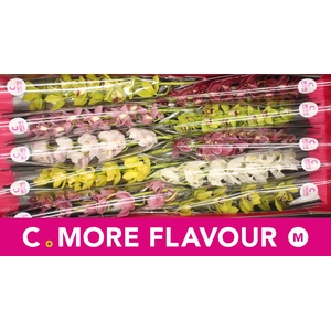 Mini cymbidium 'Mix 60 cm'