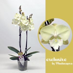 Sandra 2-tak 60cm (RIJP)