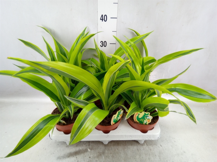 <h4>Dracaena fr de 'LemonLime'</h4>