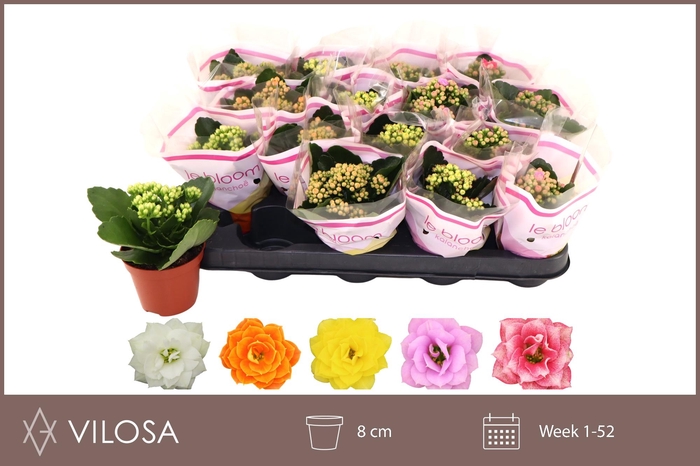 <h4>KAL GE GEM 5 KL</h4>