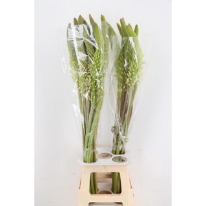 EREMURUS HIMALAICUS