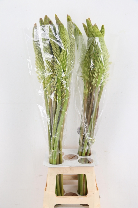 <h4>EREMURUS HIMALAICUS</h4>