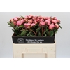 Paeonia Nick Shaylor