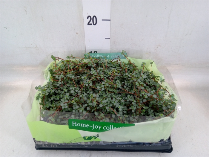 <h4>Pilea glaucophylla 'Greyzy'</h4>