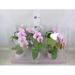 Phalaenopsis   ...rose