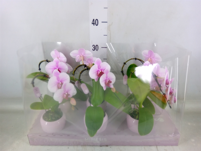 <h4>Phalaenopsis   ...rose</h4>