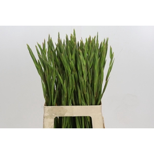 GLADIOLUS PRIMULINUS LAS VEGAS