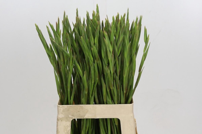 <h4>GLADIOLUS PRIMULINUS LAS VEGAS</h4>
