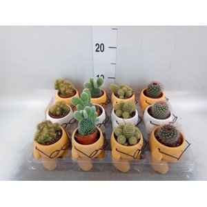 Cactus   ...mix