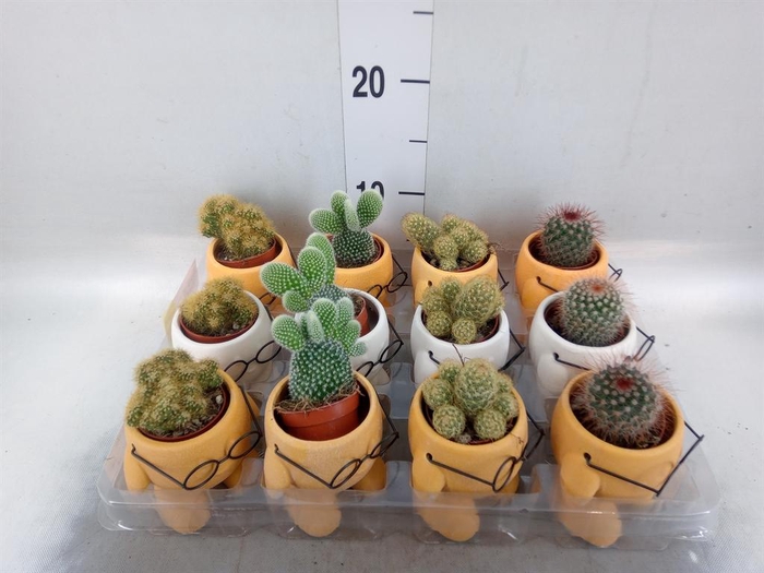 <h4>Cactus   ...mix</h4>