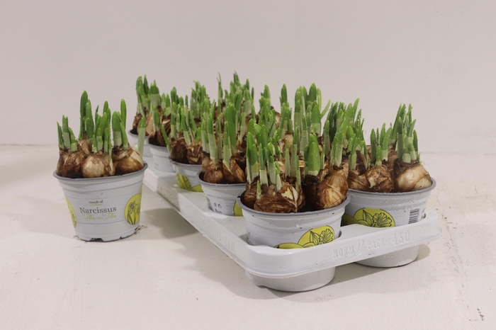 <h4>NARC O TETE A TETE</h4>