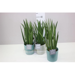 Sansevieria Cylindrica Mikado Tess Keramiek