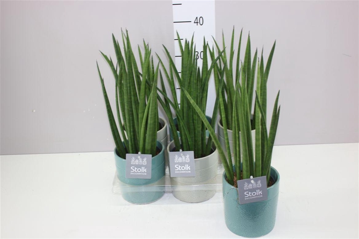 <h4>Sansevieria Cylindrica Mikado Tess Keramiek</h4>