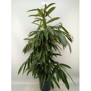 Ficus binn. 'Amstel King'