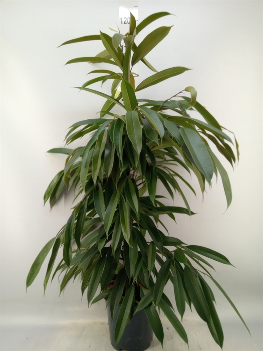 <h4>Ficus binn. 'Amstel King'</h4>