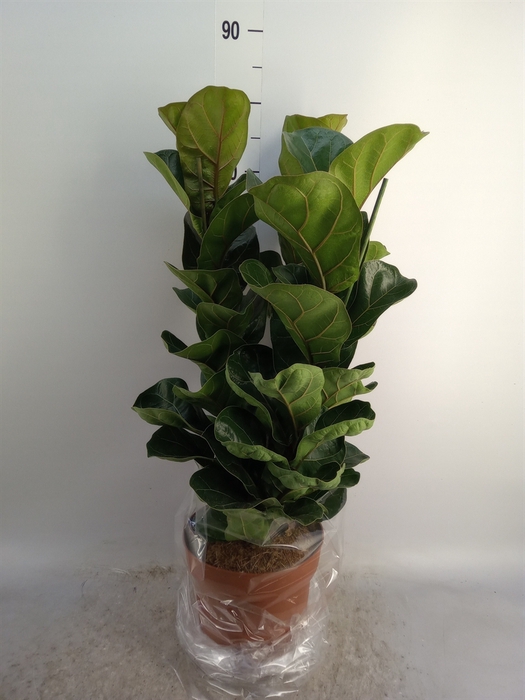 <h4>Ficus lyrata 'Bambino'</h4>