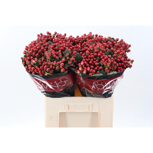Hyp True Rom 60cm