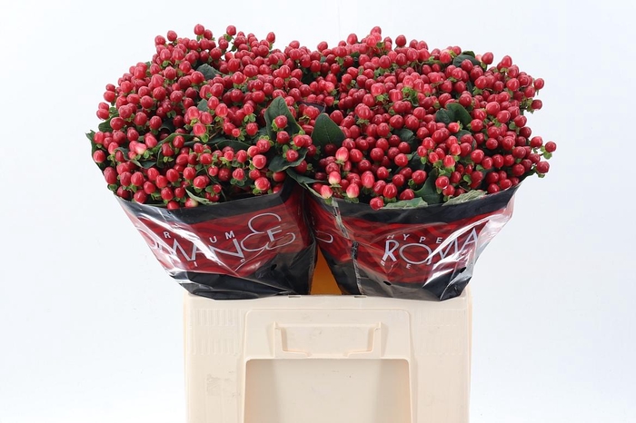 <h4>Hyp True Rom 60cm</h4>