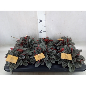 Peperomia caperata 'Santorini'