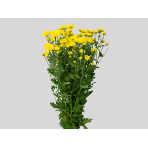 CRISANTEMO SANTINI MINI 080 CM AMARELO