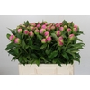 Paeonia Monsieur Jules Elie