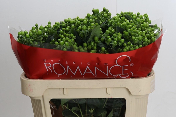 <h4>HYP JUNGLE ROMANCE</h4>