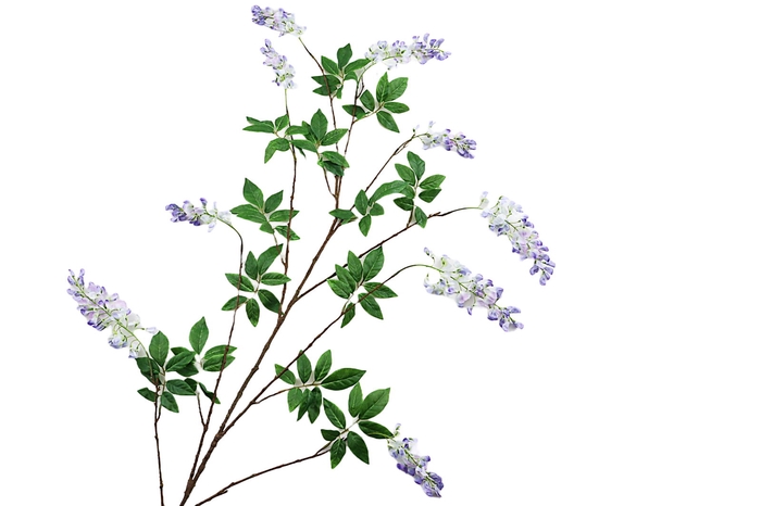 Wisteria Lilac