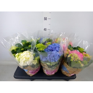 Hydrangea mac.   ...mix