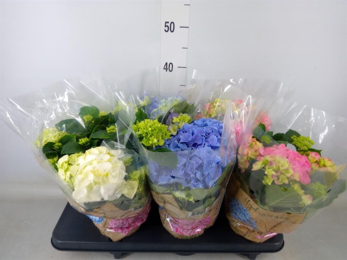 <h4>Hydrangea mac.   ...mix</h4>