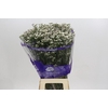 Limonium Pink Activa