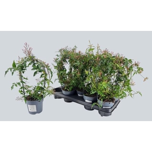 JASM POLYANTHUM WIT