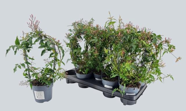 <h4>JASM POLYANTHUM WIT</h4>