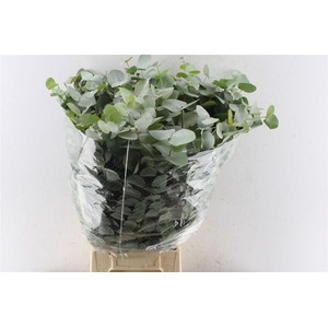 Euca Cinerea Heavy 5 Stems Selected