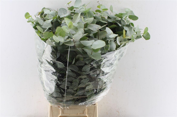 <h4>Euca Cinerea Heavy 5 Stems Selected</h4>