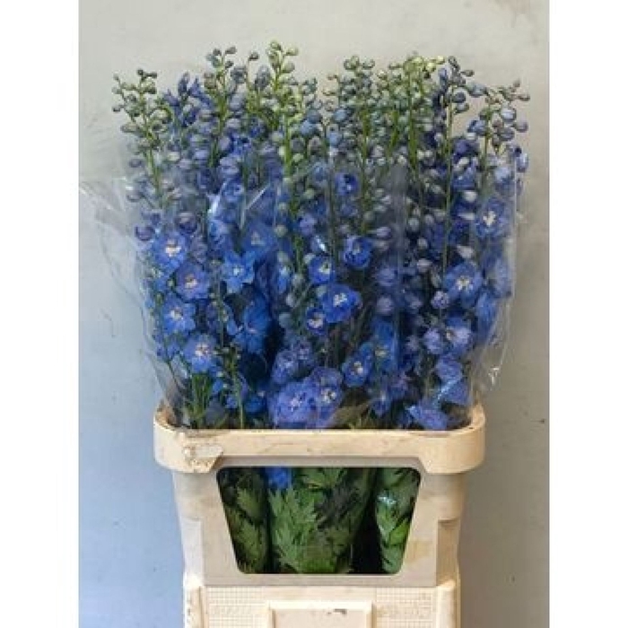<h4>Delphinium Centurion Skyblue</h4>