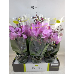 Phalaenopsis   ...rose