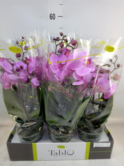 <h4>Phalaenopsis   ...rose</h4>