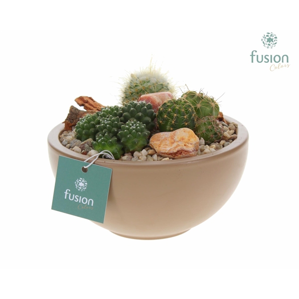 Schaal keramiek Moon Small beige met Cactussen