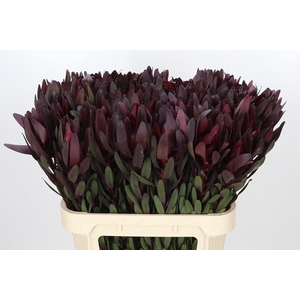 Leucadendron Saf Sunset Dark R.
