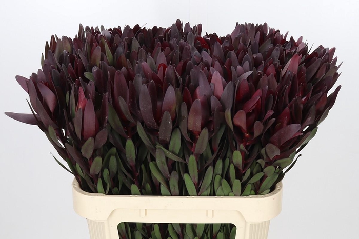 <h4>Leucadendron Saf Sunset Dark R.</h4>