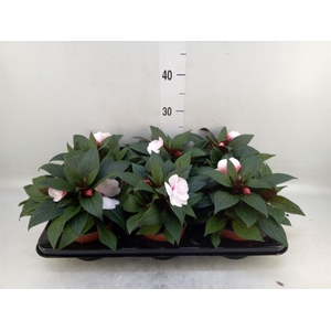 Impatiens NG 'White Pink Eye'