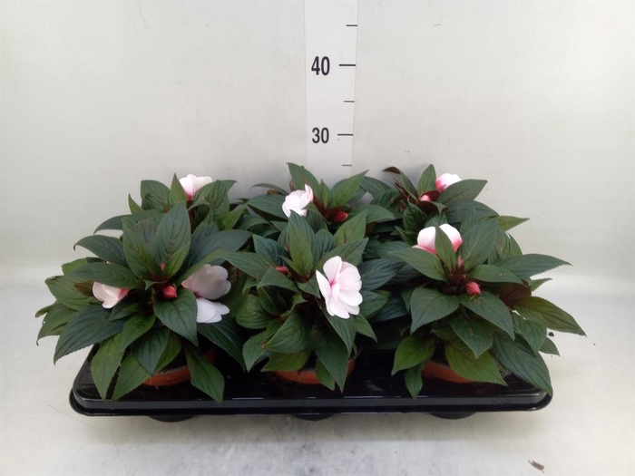 <h4>Impatiens NG 'White Pink Eye'</h4>