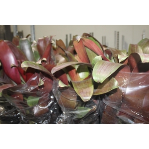 BROMELIA IMPERIAL P27 VERMELHO