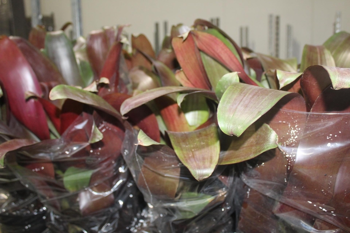 <h4>BROMELIA IMPERIAL P27 VERMELHO</h4>