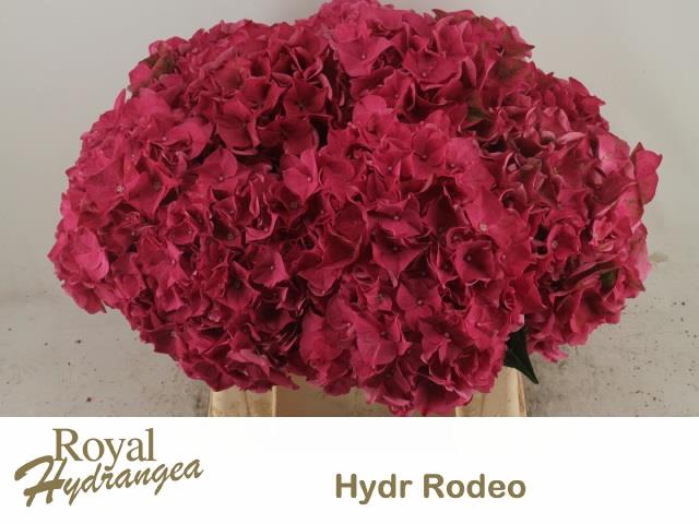<h4>HYDR M CH RODEO RD</h4>