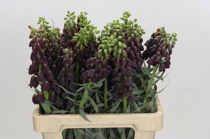 <h4>FRIT PERSICA FRITILLARIA PERSICA</h4>