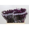 Anigozanthos Bush Merlot