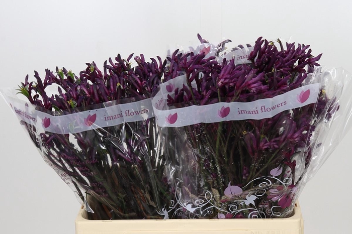 <h4>Anigozanthos Bush Merlot</h4>